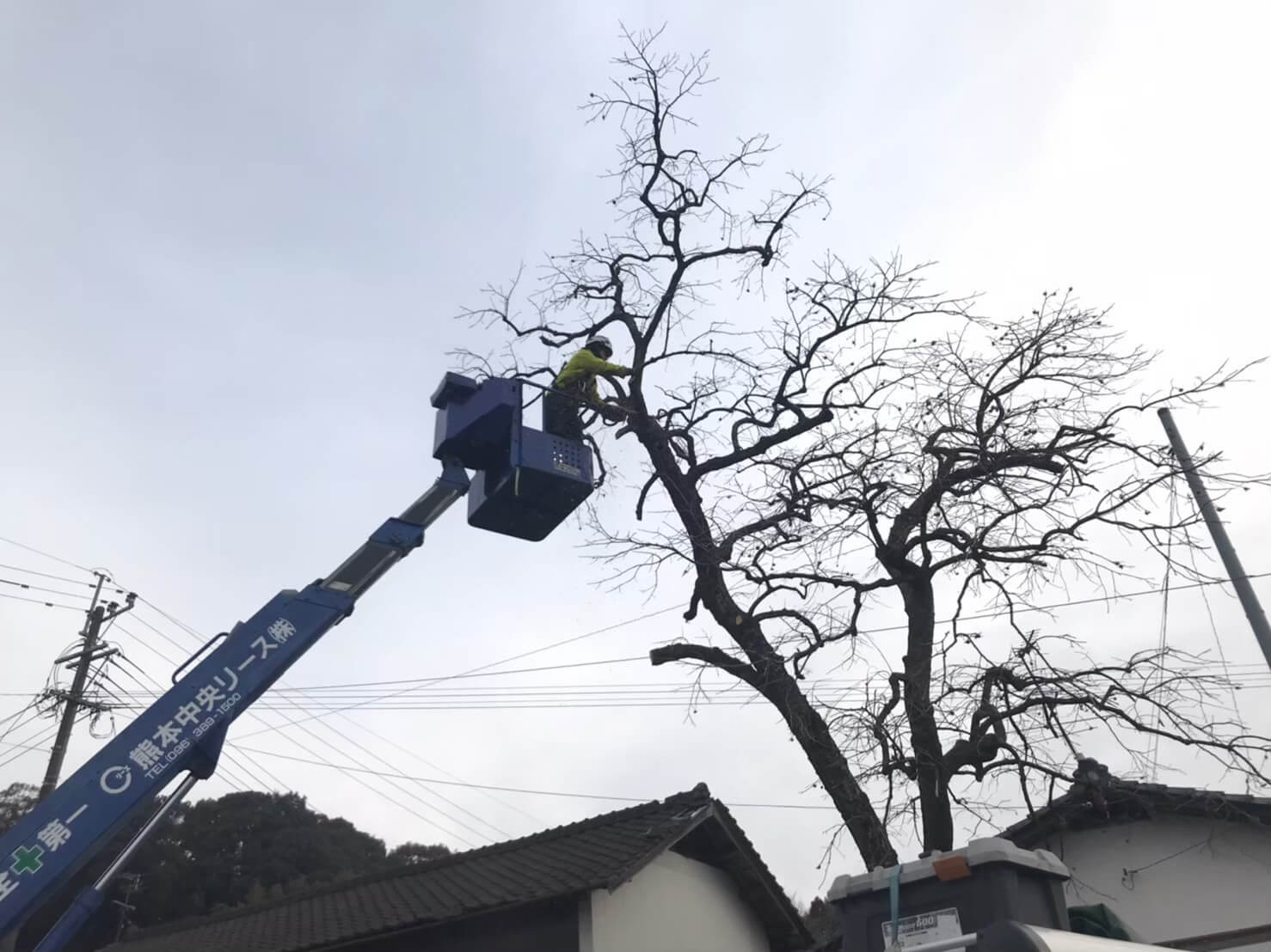 枝下ろし作業を行う田嶋